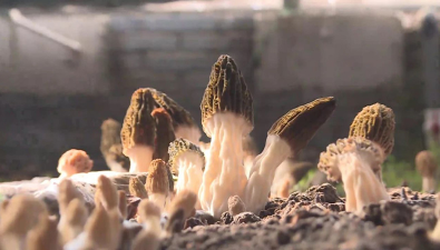 北京大興區：羊肚菌撐起群眾“致富傘”