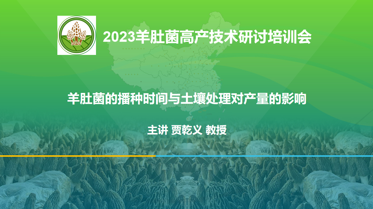 羊肚菌的播种时间与土壤处理对产量的影响