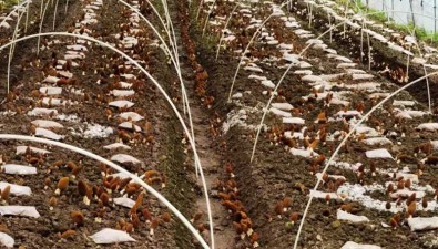 上海市青浦區：羊肚菌成為農民增收的生力“菌”