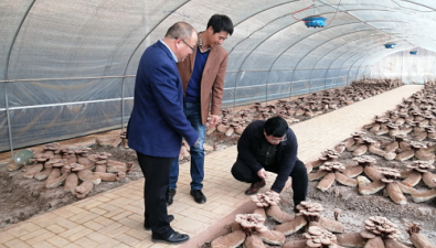 天津市：农科院食用菌专家团队调研食用菌产业