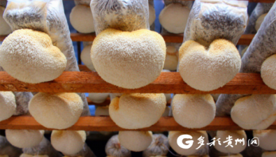 貴州萬山：8萬平米食用菌基地，頭茬猴頭菇豐收了