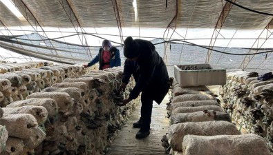 内蒙古乌兰浩特：合作社种食用菌年均收益15万元