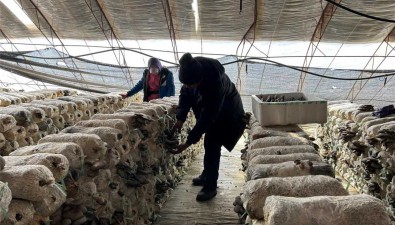 內蒙古烏蘭浩特：合作社種食用菌年均收益15萬元