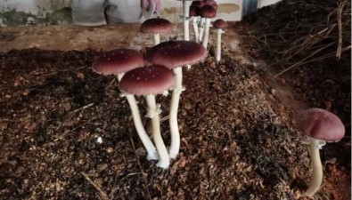 廣東鶴山：積極探索茶下大球蓋菇種植模式