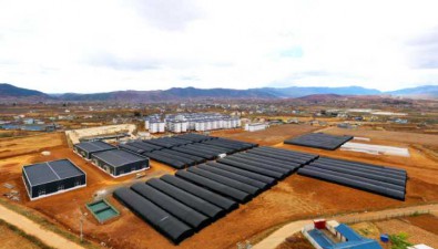 四川鹽源：菌菇產業園首批菌菇成熟，預計年增收300萬
