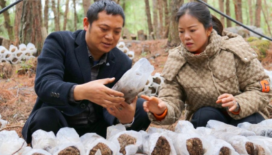 贵州沿河雄水村：林下种食用菌，产值可达200多万
