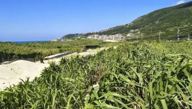 全國首個菌草類型重點實驗室落地福州