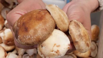 湖南桑植：天然溶洞种菌菇，有点香