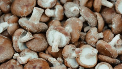 宾夕法尼亚州立大学研究：蘑菇中浓缩的一种鲜为人知的氨基酸能否成为健康衰老的关键？