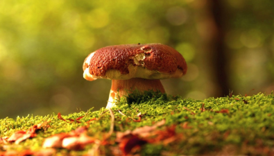 美国南加州雨后多种野生蘑菇涌现