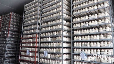 山东德州：“鹿茸菇工厂”日产珍稀菌30吨，热销全国