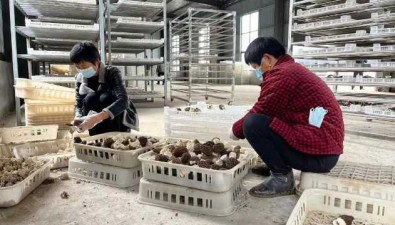 安徽蕭縣：食用菌種植基地壯大集體經(jīng)濟(jì)新途徑