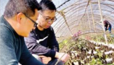 晏小輝：控溫得當，“嬌氣”羊肚菌長得好