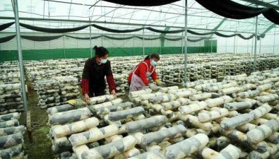 嘉源農場：占地5000平方米，去年香菇銷售100多萬元
