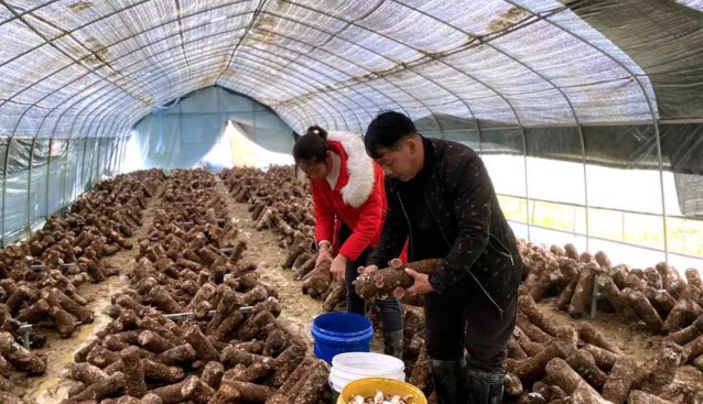 贵州习水仙源镇：马桑菌全产业链助力乡村振兴