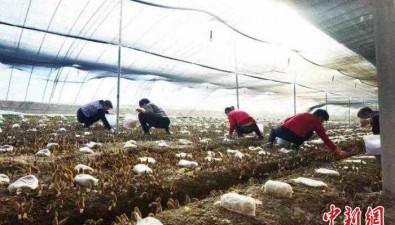 山東安丘：羊肚菌效益穩定，種植戶熱情高