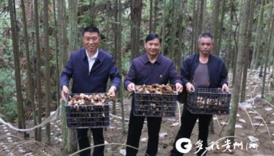 贵州沿河尖山村：林下种植羊肚菌，蹚出致富路