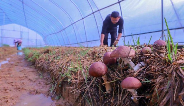 江西湖口县：稻草做菌床，大球盖菇采摘忙