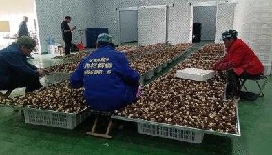 湖北黄冈：食用菌延伸产业链，总产值破13亿元