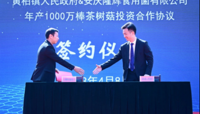 安徽潜山：黄柏镇年产1000万棒茶树菇项目签约