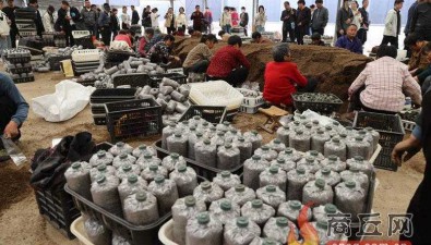 河南：“四優四化”科技支撐行動優質食用菌專項觀摩舉行