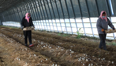 山东东营：亩产超万斤，盐碱地上首次大棚栽培赤松茸获丰收