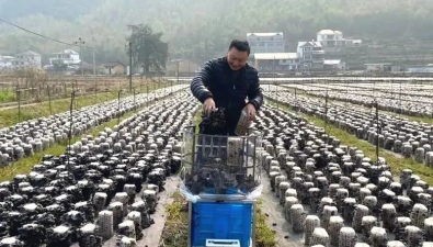 浙江省龍泉市：食用菌在種植業中占據重要地位 產值超10億元