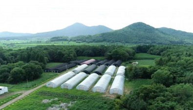 吉林磐石：建成全國單體最大靈芝產業基地