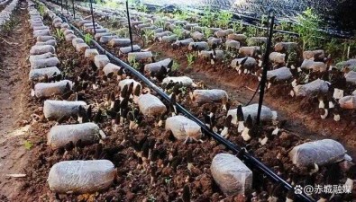 赵忠亮：第一年试种羊肚菌亩产超千斤