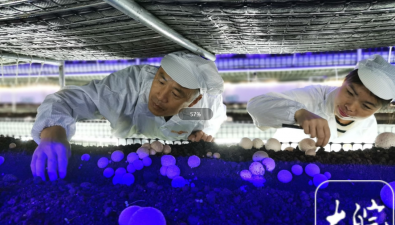安徽合肥：小廟鎮打造“蘑菇王國”