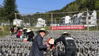安徽祁門縣：鳧峰鎮木耳豐收，打造“鳧菌”品牌