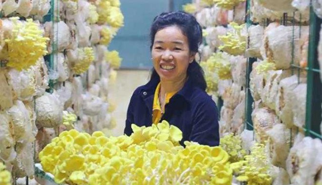 廣西象州縣沙蘭村：種植食用菌拓寬增收渠道