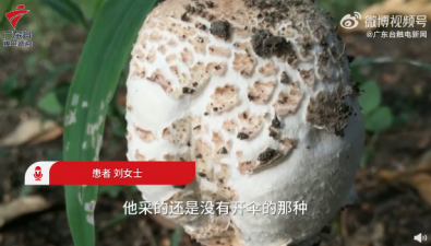 广东深圳：一家误吃白蘑菇中毒，别擅自采食