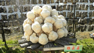 黑龙江省牡丹江市：猴头菇栽培规模占全省80%
