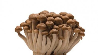 科技助力下，食用菌成分進一步明晰