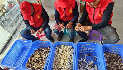 云南南华：红土坡镇志愿者帮忙采收大球盖菇