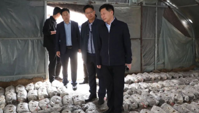 河南清豐縣：這樣大力發展食用菌產業