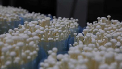 山東友泓生物：AIOT物聯網系統保障菌菇品質