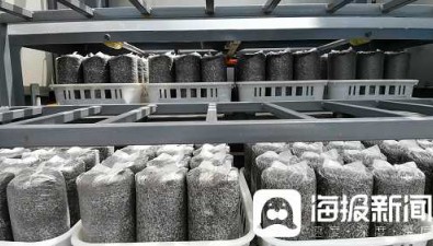 食用菌专用生产线20个人的活2人就能完成