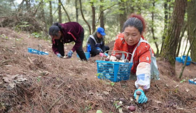 贵州贵阳白云区：党组织引领发展食用菌，促农增收
