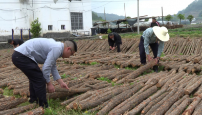 四川筠连县：高坪先锋村打造川南食用菌之乡