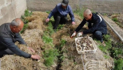 青岛即墨区：推广种植赤松茸，亩均收入8万多元