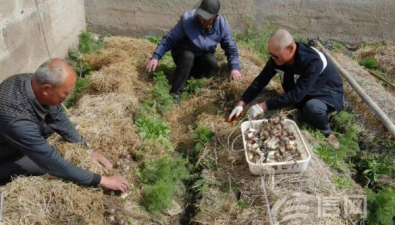 青島即墨區：推廣種植赤松茸，畝均收入8萬多元