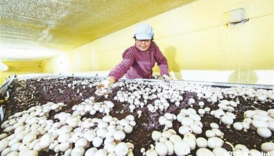 陕西淳化：政府引导、龙头企业带动，壮大食用菌产业