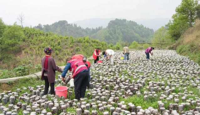 种植食用菌，丰收采摘忙