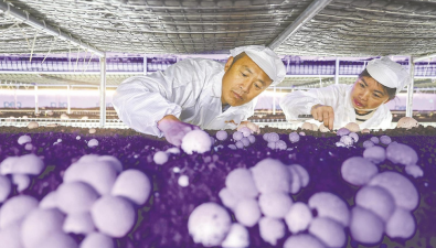 安徽合肥：智能化大棚實(shí)現(xiàn)竹蓀工廠化種植