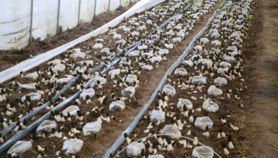 河北邯鄲市：羊肚菌喜迎豐收 鮮菇價格80元一斤