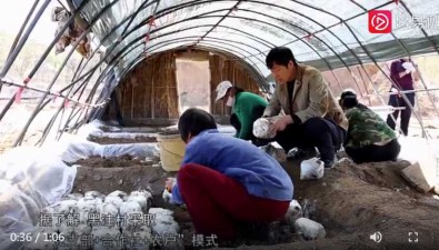 河北迁西县：白庙子镇黑洼村种栗蘑，年产值近3000万元