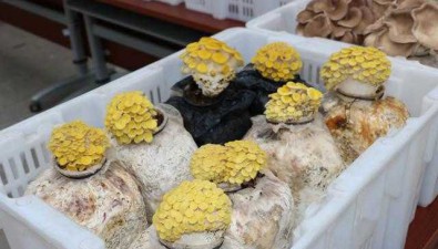 中國農業科學院：舉辦“菇事知多少”科普活動