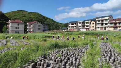 贵州黄平：坝区种黑木耳，生态富农两相宜